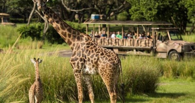 Animal Kingdom Safari