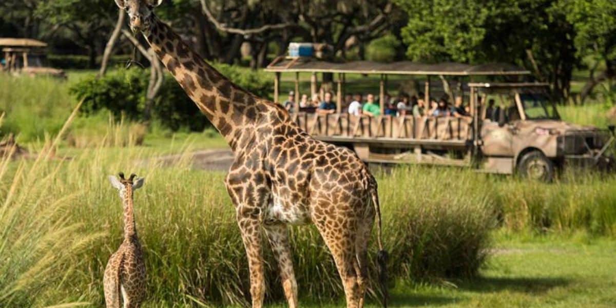 Animal Kingdom Safari