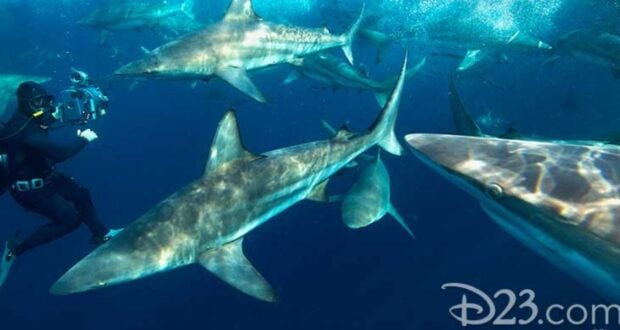 Shark Fest