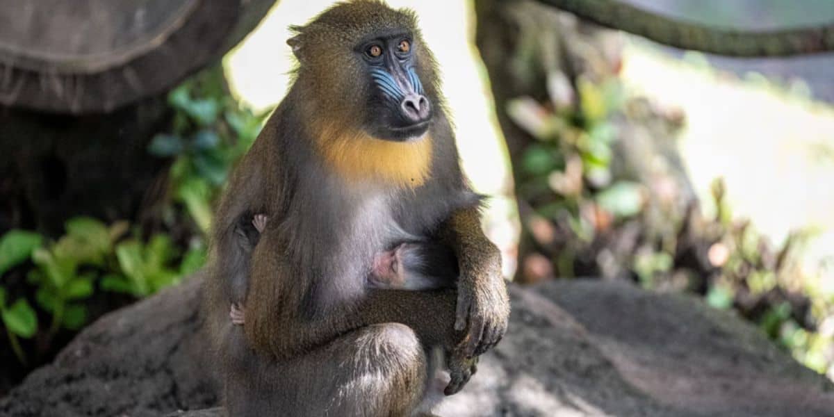 Mandrill Monkey and baby Saffron