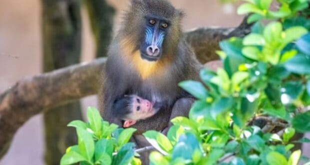 Mandrill Monkey and baby Saffron
