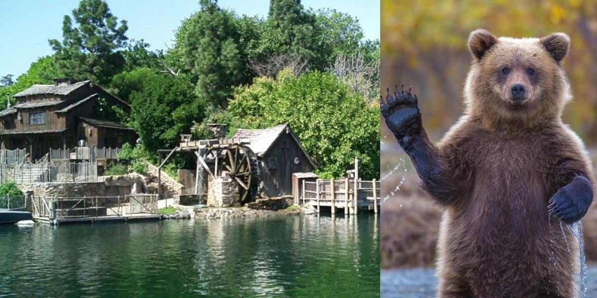 Bear in Tom Sawyer Island
