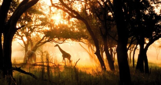 Disney's Animal Kingdom Lodge