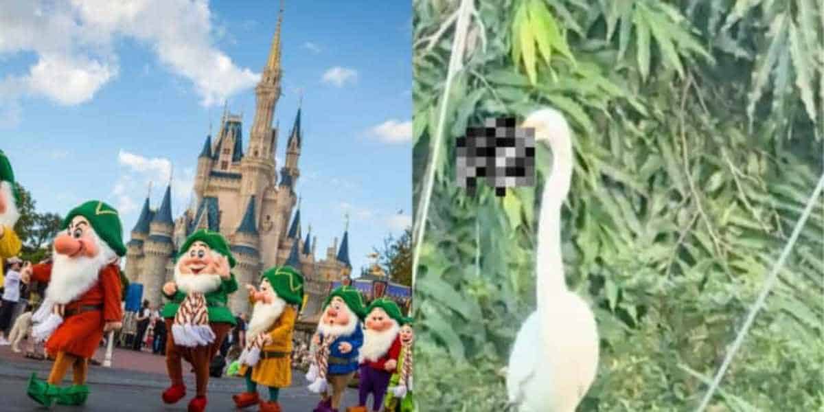 Rat gets eaten by bird at Disney