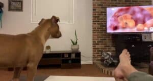 Dog reacts to lion king