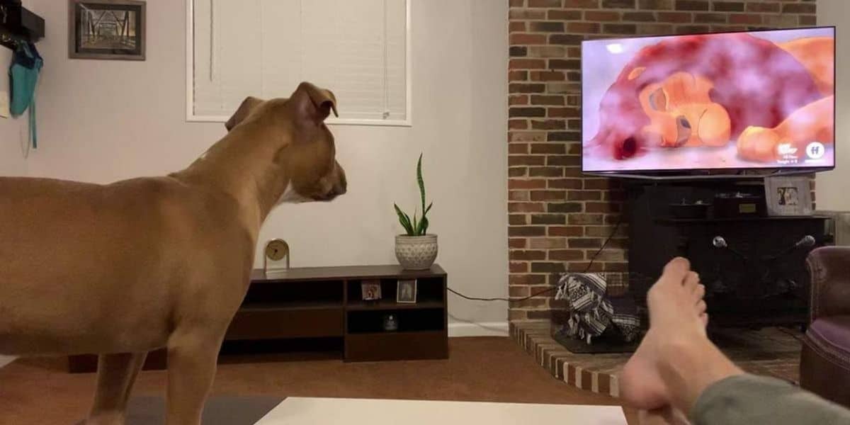 Dog reacts to lion king