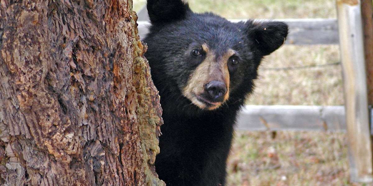 Black bear
