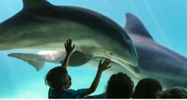 Kids watch dolphins at SeaWorld