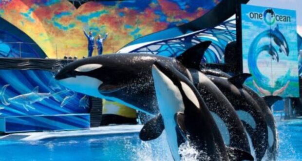 Sea World