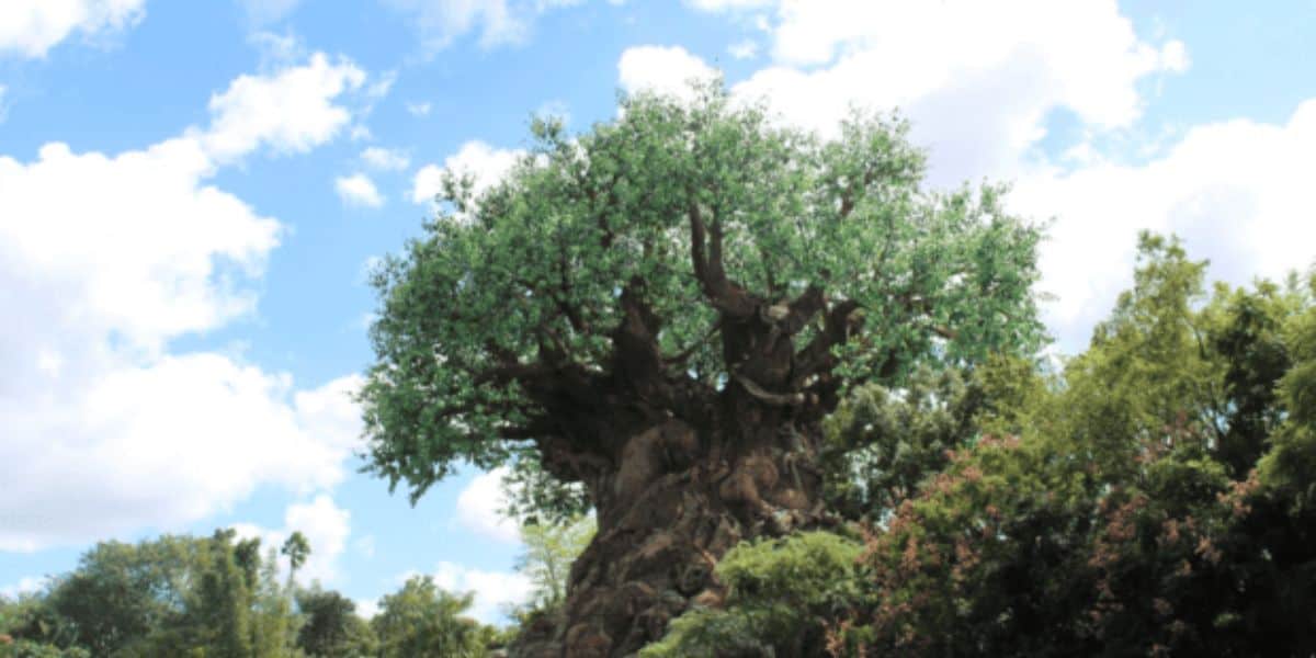 Animal Kingdom Tree of life