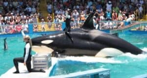 Miami Seaquarium Orca