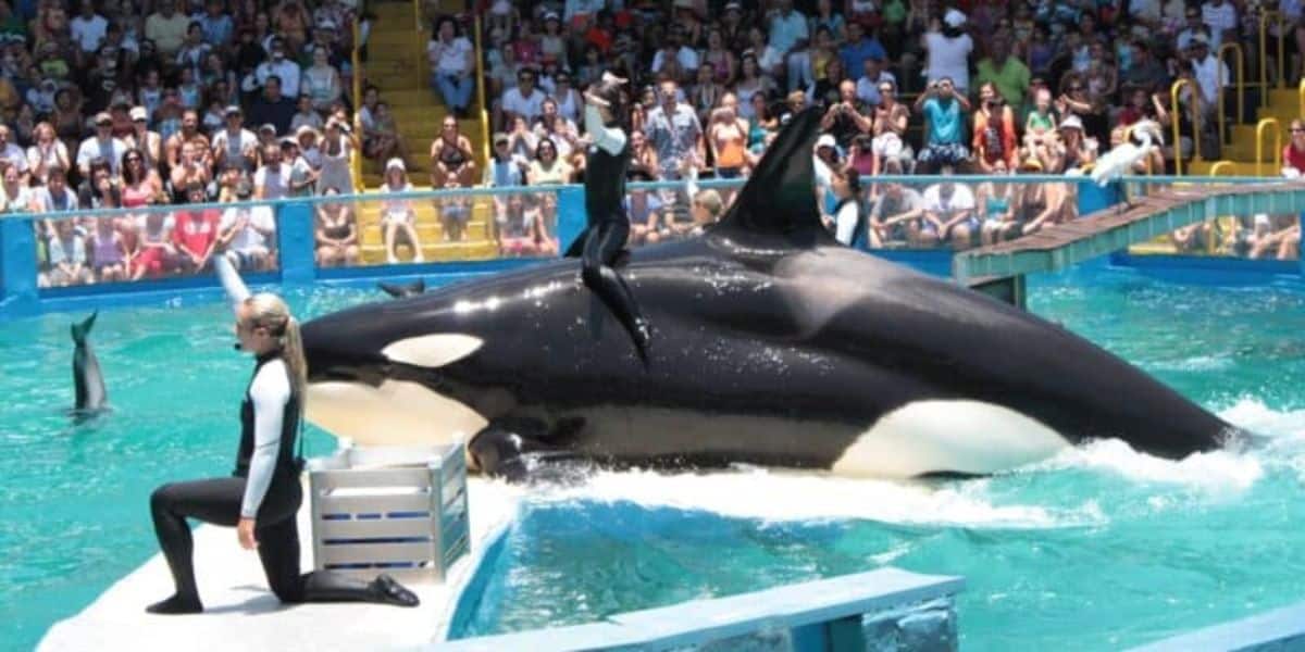 Miami Seaquarium Orca