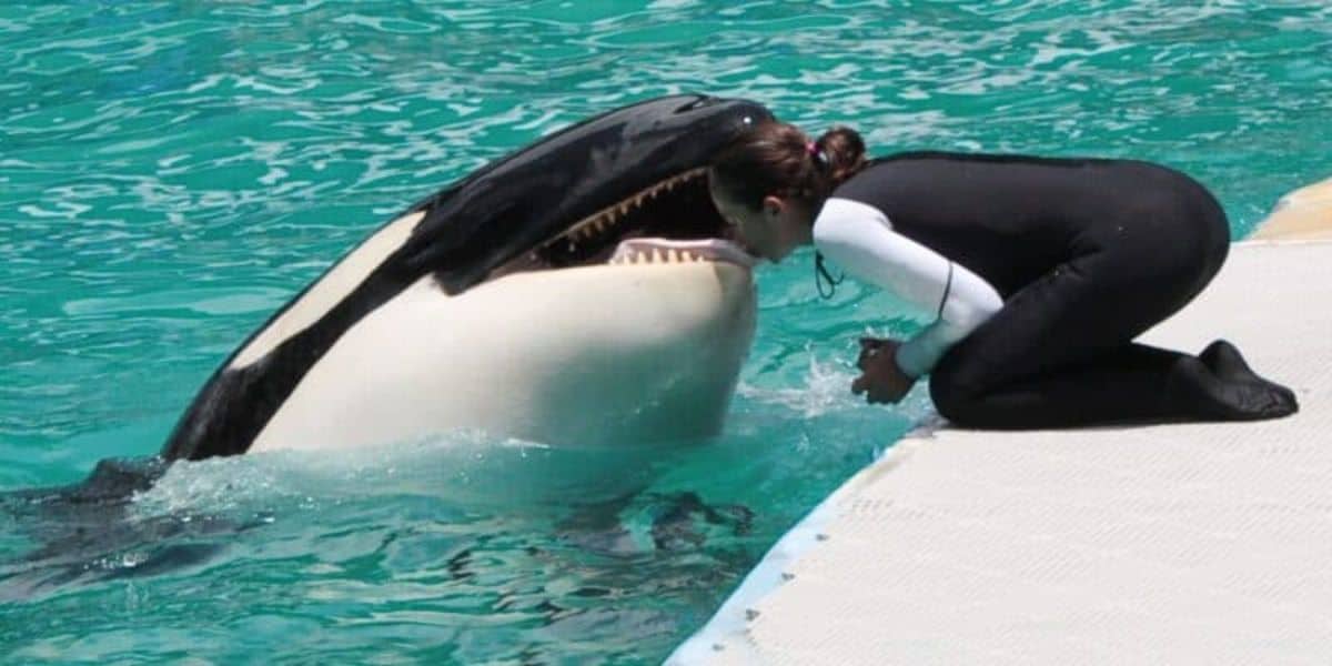 Tokitae Miami Seaquarium