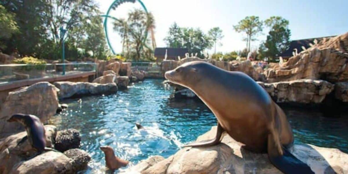 A sea lion on a rock by a pool at Sea World Orlando