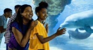 Guests look at dolphins at SeaWorld