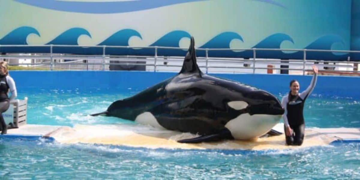 Killer Whale Florida Theme Park