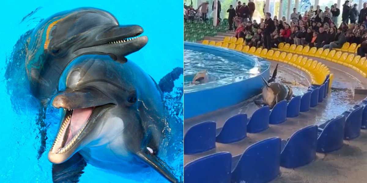 Left side: Two dolphins swimming together in clear blue water, with their heads above the surface and their mouths open. Right side: A dolphin leaning out of a pool onto the edges of a bright yellow and blue seating area, with an audience looking on.