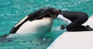 Tokitae Miami Seaquarium