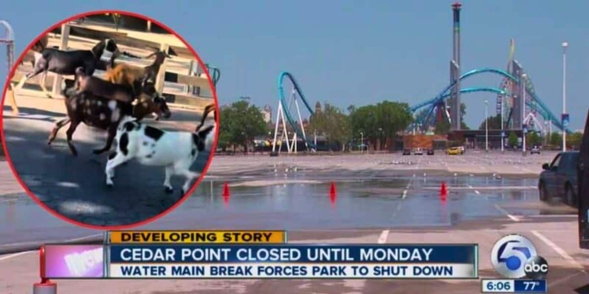 News graphic showing a closed Cedar Point amusement park with a headline reading "Cedar Point closed until Monday - Water main break forces park to shut down." An inset image shows goats in a pen. Red cones mark off wet pavement in the parking lot. Immediate statement pending on this emergency situation.