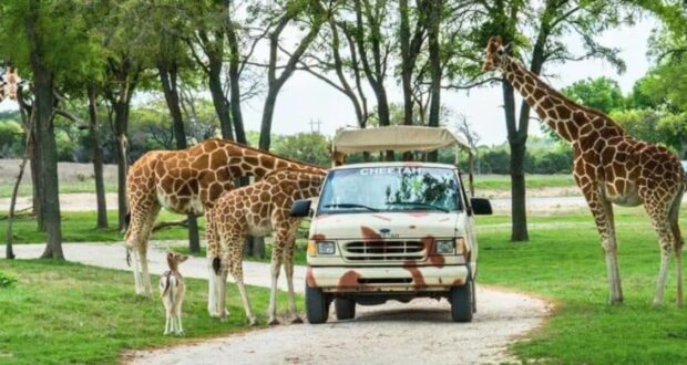 A white safari van, labeled "CHEETAH," is surrounded by five giraffes, including one baby giraffe, on a dirt path in a grassy area with trees. In this popular park, the giraffes are standing near the van, some grazing on leaves, creating a friendly interaction with the vehicle.