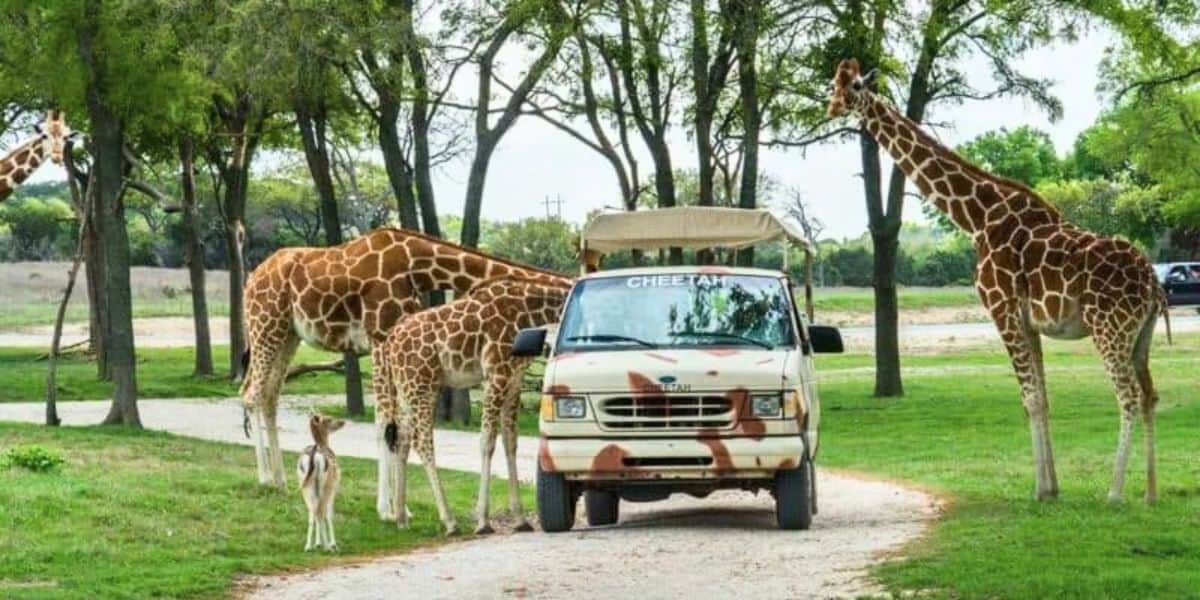 A white safari van, labeled "CHEETAH," is surrounded by five giraffes, including one baby giraffe, on a dirt path in a grassy area with trees. In this popular park, the giraffes are standing near the van, some grazing on leaves, creating a friendly interaction with the vehicle.