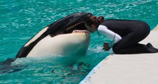 Tokitae killer whale and trainer at Miami Seaquarium