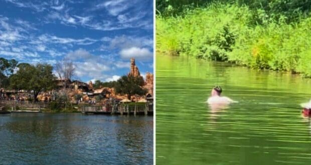 Left side: A scenic view of the Magic Kingdom theme park with a lake in the foreground and various buildings and attractions in the background under a partly cloudy sky. Right side: A person swimming in greenish water near lush vegetation on a sunny day.