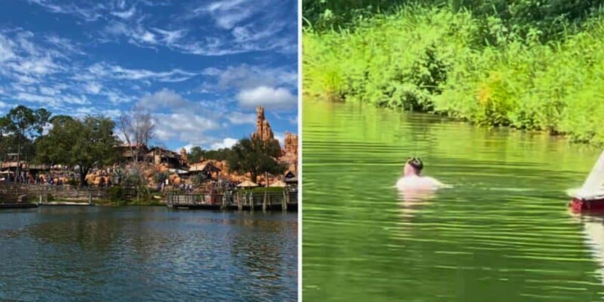 Left side: A scenic view of the Magic Kingdom theme park with a lake in the foreground and various buildings and attractions in the background under a partly cloudy sky. Right side: A person swimming in greenish water near lush vegetation on a sunny day.