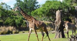 Two giraffes are walking on a grassy area beside a tree stump at Disney's Animal Kingdom. One giraffe is in the foreground, displaying its full body, while the other is partially obscured by the tree stump. The background is filled with lush green trees and bushes under a sunny sky, reminiscent of Kilimanjaro Safaris.