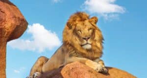 A majestic lion with a full mane lounges on a large rock under a bright blue sky with scattered clouds. The lion gazes confidently at the camera, exuding a sense of power and regality against the natural backdrop, transporting you to Disney's Animal Kingdom's Kilimanjaro Safaris.