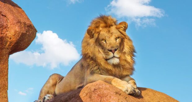 A majestic lion with a full mane lounges on a large rock under a bright blue sky with scattered clouds. The lion gazes confidently at the camera, exuding a sense of power and regality against the natural backdrop, transporting you to Disney's Animal Kingdom's Kilimanjaro Safaris.