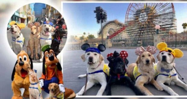 4 Service dog in Disneyland with Pluto and Goffy at this Disney park.