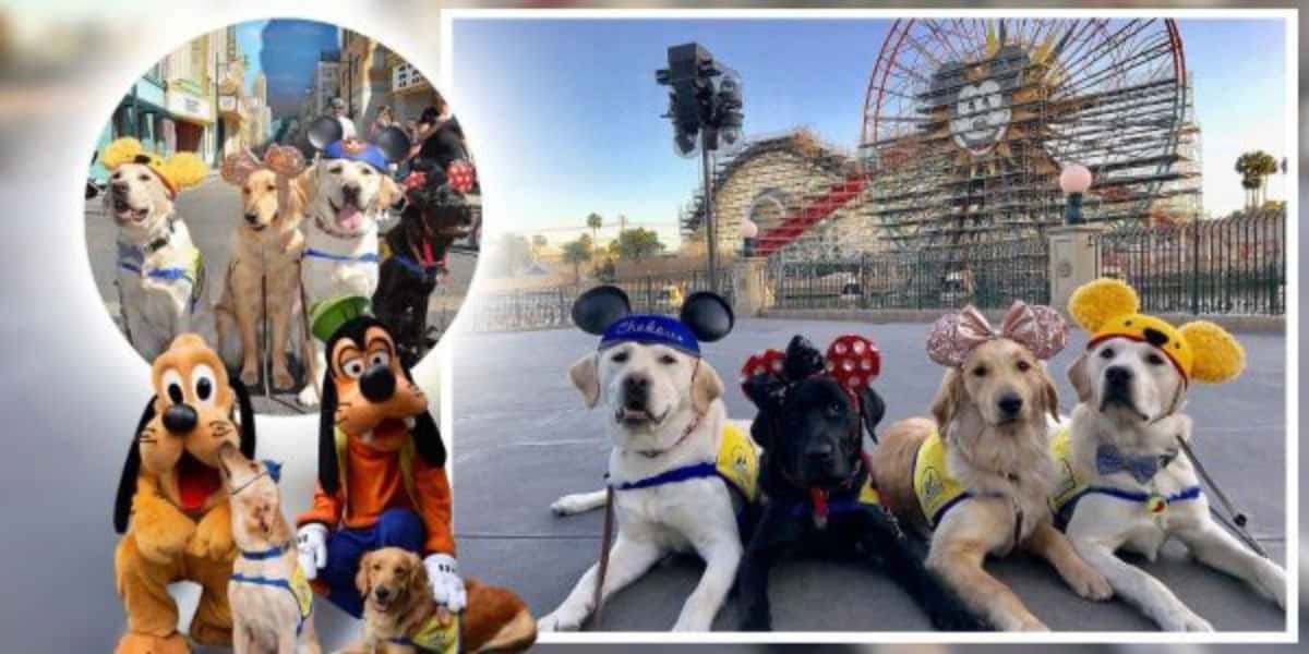 4 Service dog in Disneyland with Pluto and Goffy at this Disney park.