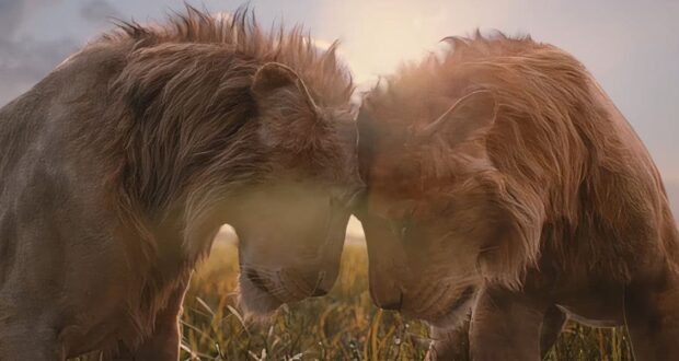 A male and female lion gently touch foreheads in a sunlit field, with tall grass surrounding them. The sunlight creates a warm, glowing effect around their manes, conveying a sense of tenderness and connection.