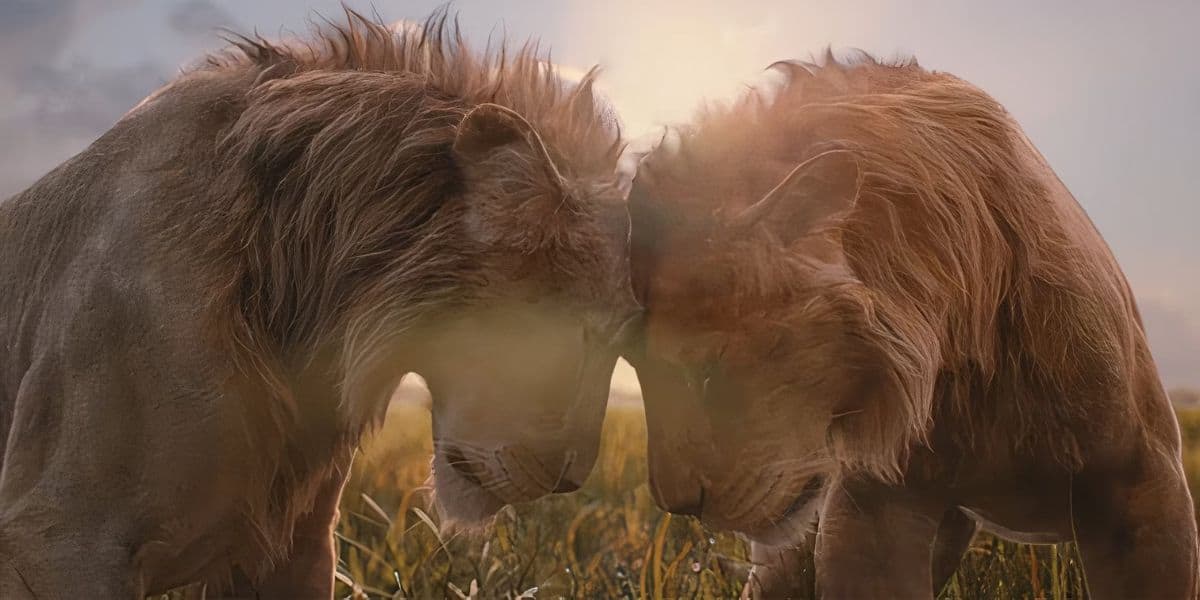 A male and female lion gently touch foreheads in a sunlit field, with tall grass surrounding them. The sunlight creates a warm, glowing effect around their manes, conveying a sense of tenderness and connection.