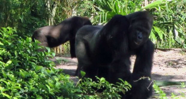 Two gorillas at Walt Disney World Resort