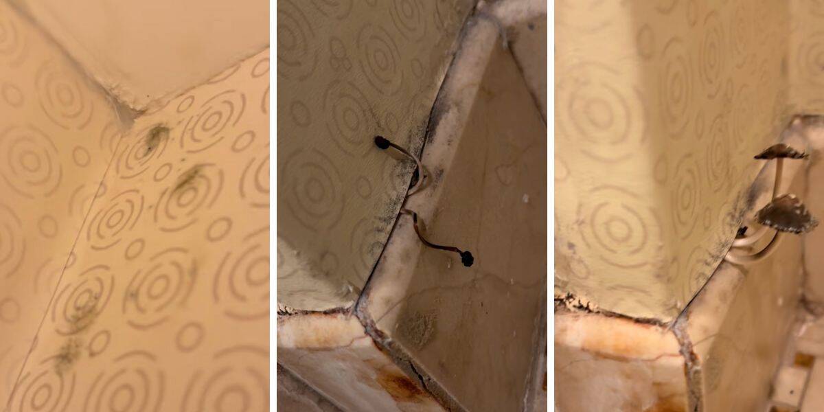 Mold and mushrooms growing in the corner of a Disney Resort hotel room.