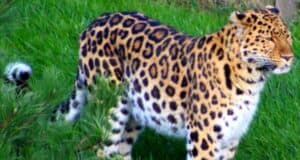 A leopard standing in the grass, evocative of an unexpected attraction closure at a wildlife park.