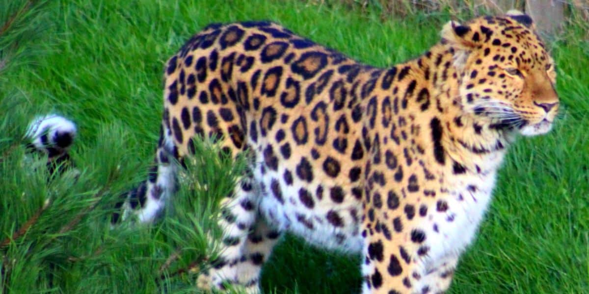 A leopard standing in the grass, evocative of an unexpected attraction closure at a wildlife park.