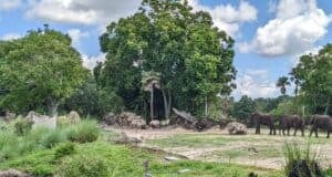 Three elephants walking across the savanna at Disney’s Animal Kingdom Theme Park.