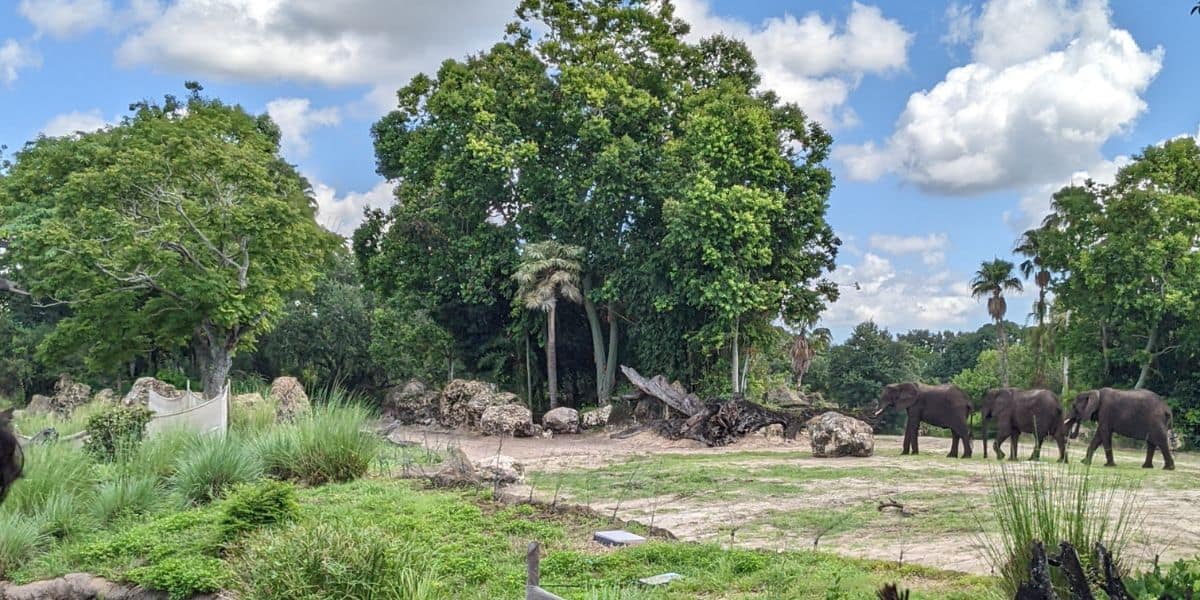 Three elephants walking across the savanna at Disney’s Animal Kingdom Theme Park.