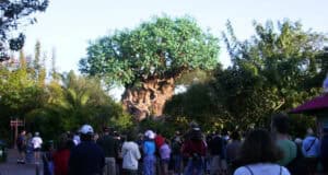 The Tree of Life at Disney’s Animal Kingdom.