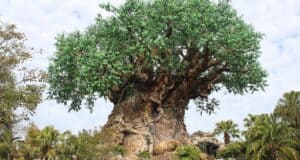 The Tree of Life at Disney’s Animal Kingdom.