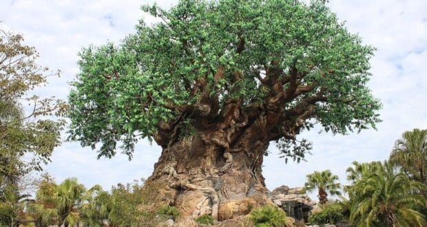 The Tree of Life at Disney’s Animal Kingdom.