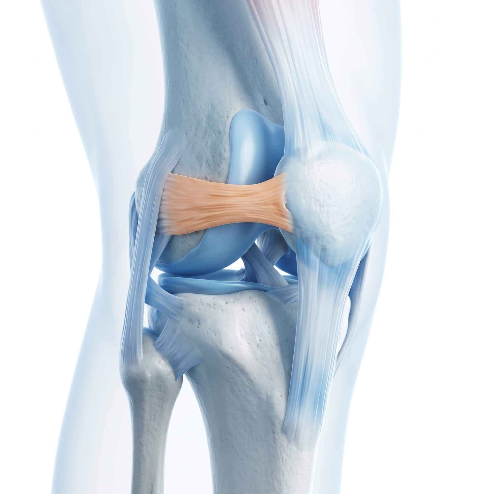 Anatomia ligamentului patelofemural medial