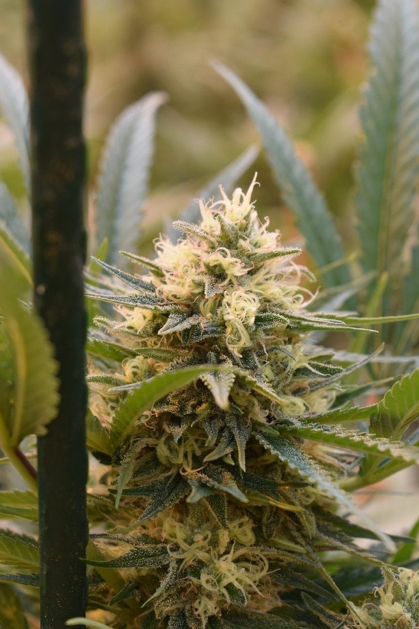 Macro shot of cannabis flower with trichome-covered buds, white pistils, and vibrant green leaves—highlighting plant anatomy and terpene-rich structure. Entourage Effect.