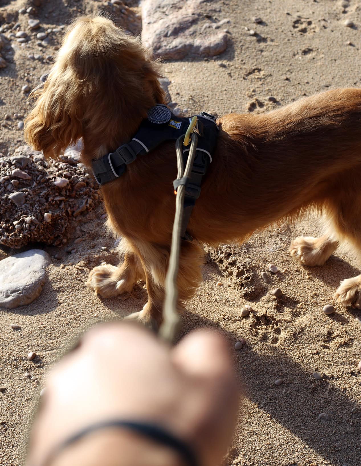 dog leash with carabiner 65cm dog leash with carabiner 65cm