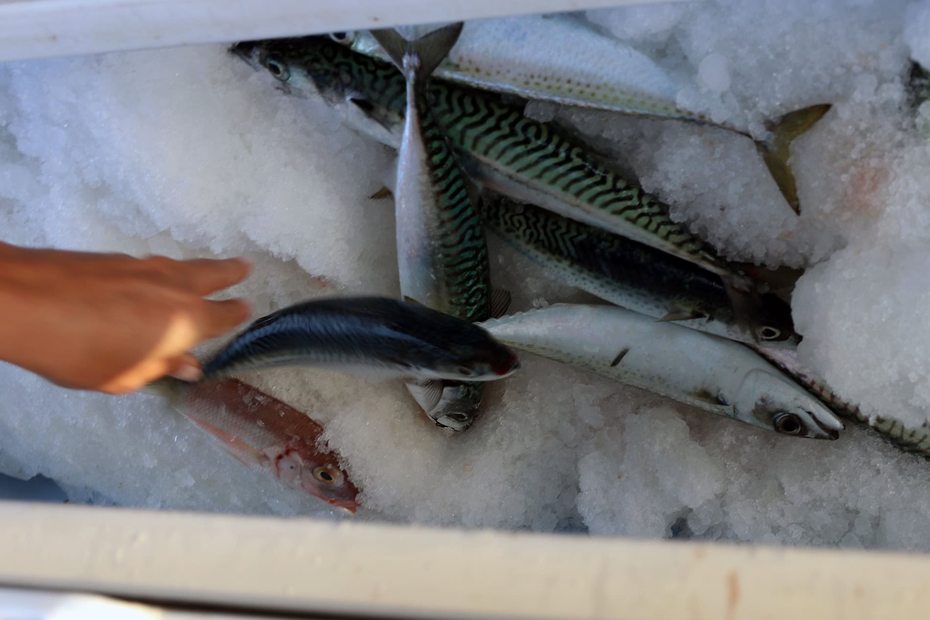 Catch of the day