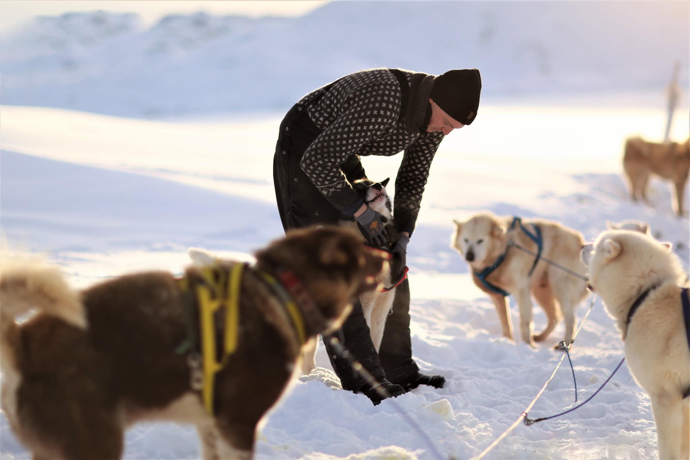 Dogsledding with Tasiilaq Tours.