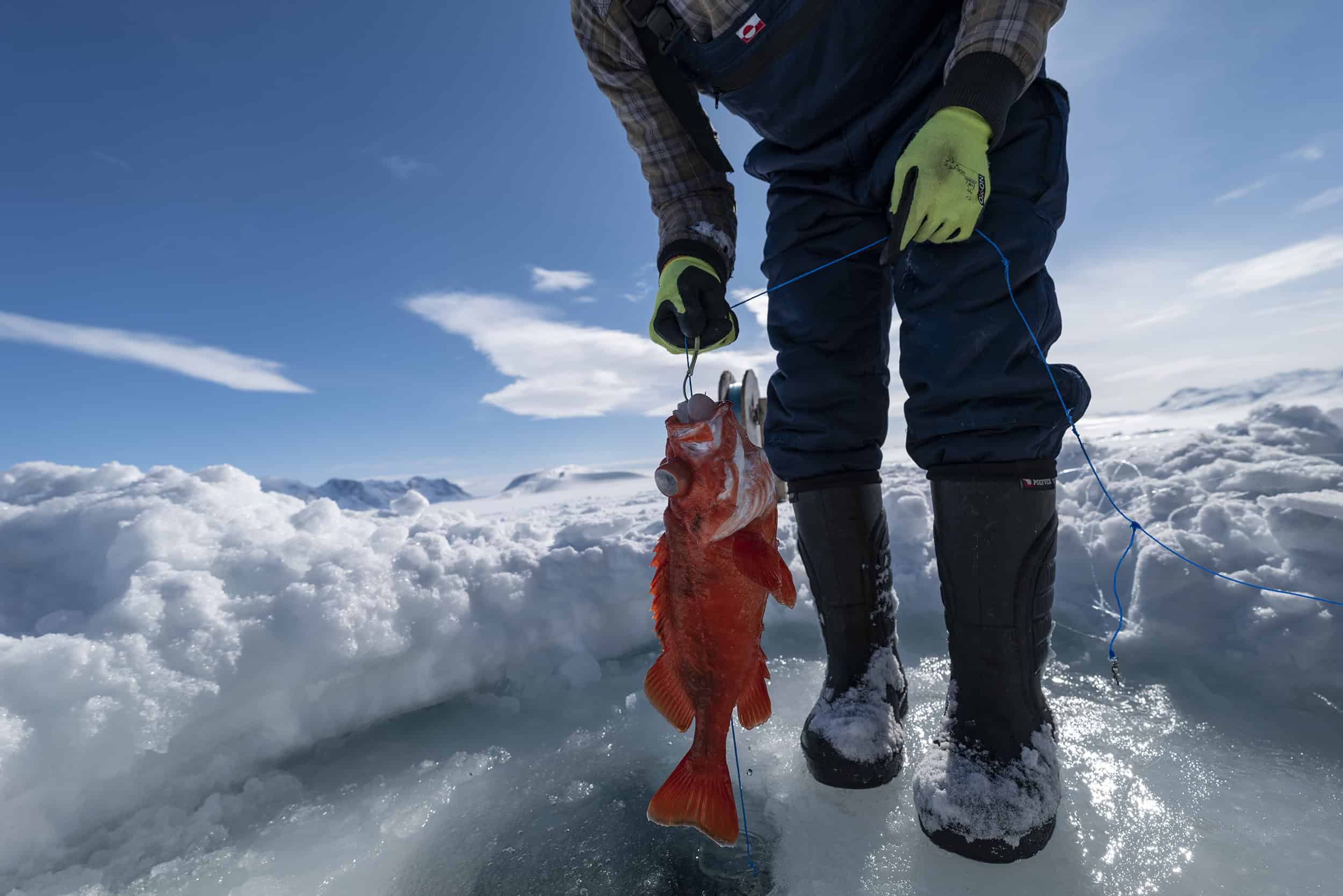 Catching a red fish while ice fishing in the backcountry of East Greenland. Photo by Carsten Egevang - Vist East Greenland